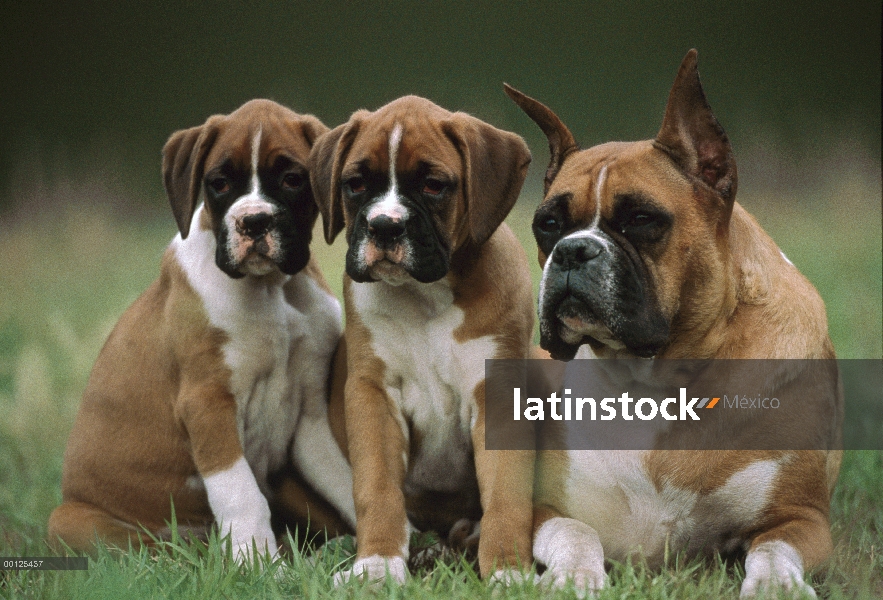 Madre de boxeador (Canis familiaris) con dos cachorros, Japón