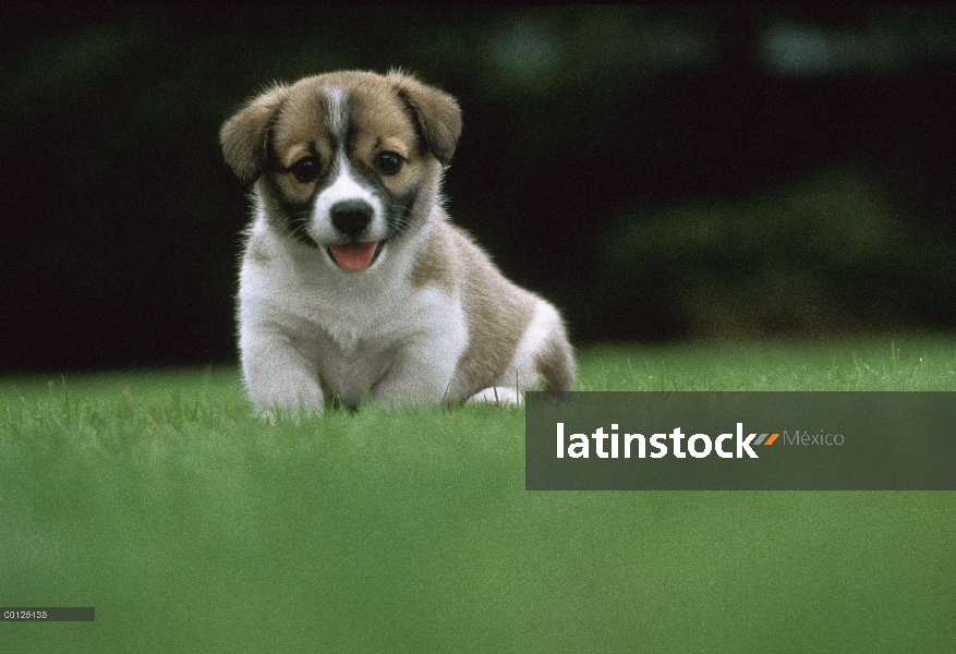 Cachorros Welsh Corgi (Canis familiaris) sentado sobre la verde hierba, Japón