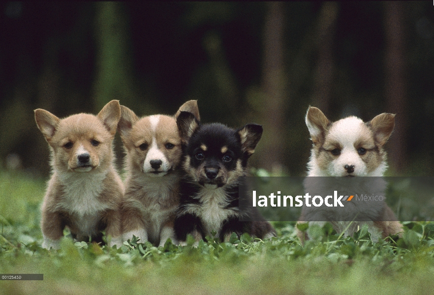 Cuatro cachorros Welsh Corgi (Canis familiaris), Japón