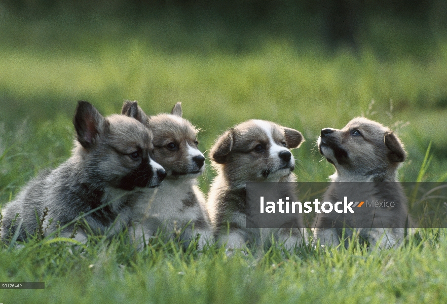 Cuatro cachorros Welsh Corgi (Canis familiaris), sentado sobre la verde hierba, Japón