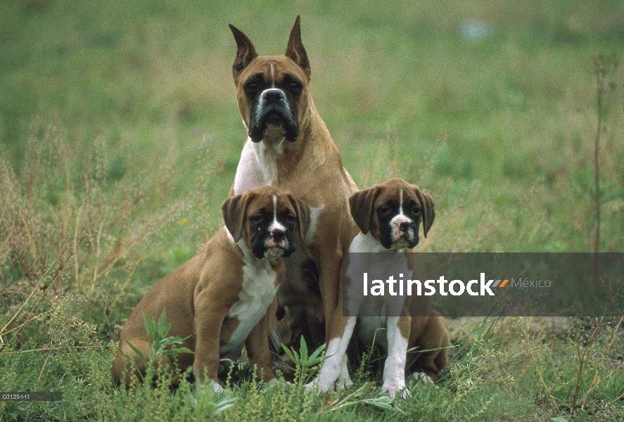 Madre de boxeador (Canis familiaris) con dos cachorros