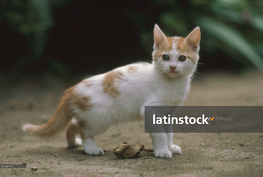 Nacional Retrato de gatito persa gato (Felis catus), Japón