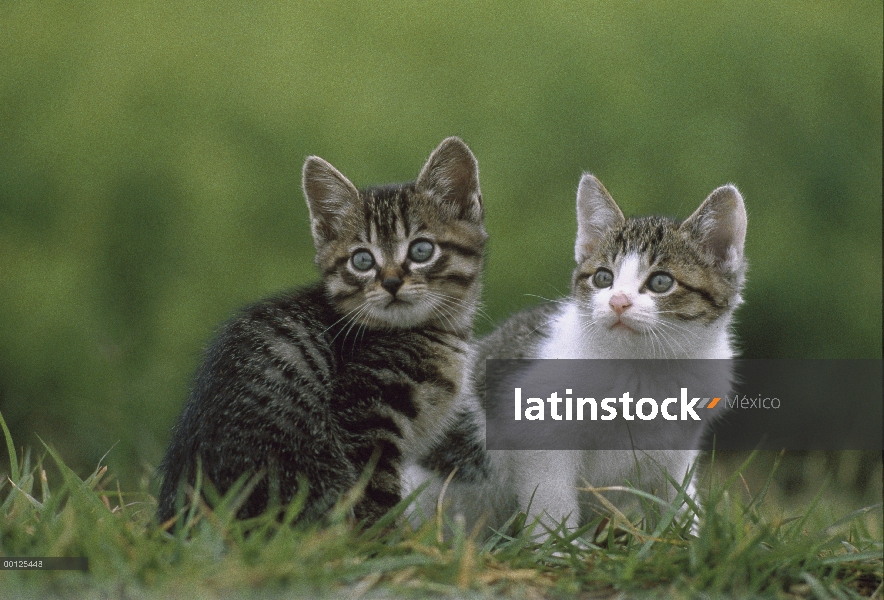 Nacional par de gatito gato (Felis catus) sentado en la hierba, Japón