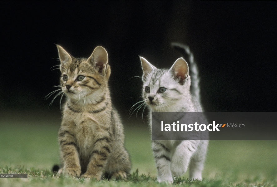 Gatitos American Shorthair (Felis catus), Japón