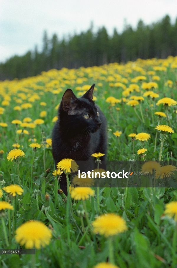 Gatito de gato (Felis catus) nacional en el campo de diente de León (Taraxacum officinale)