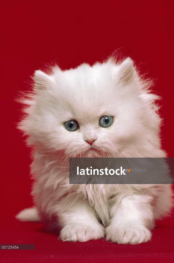 Retrato de gatito persa gato (Felis catus) nacional contra el fondo rojo