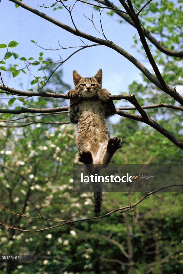 Nacional gatito gato (Felis catus) colgando de la rama de árbol, Japón