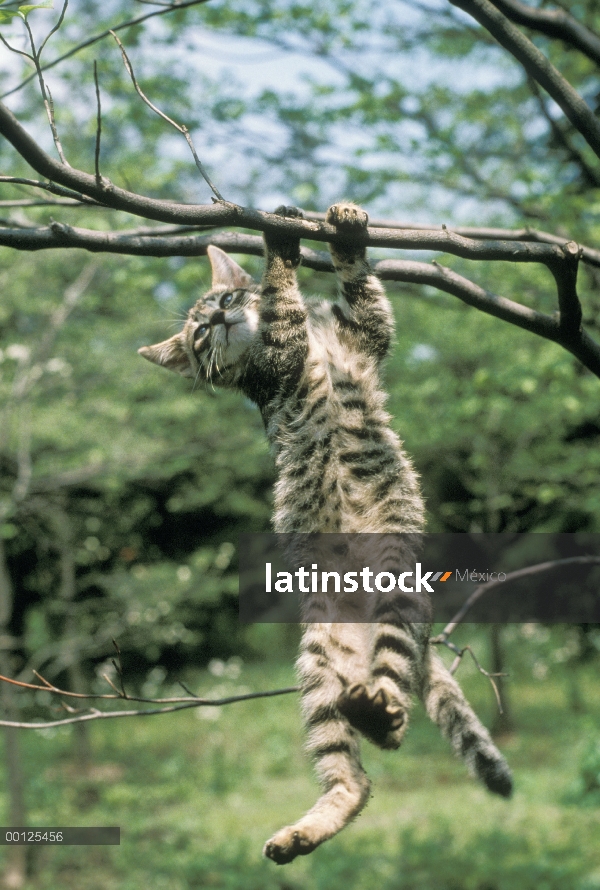 Nacional gatito gato (Felis catus) colgando de la rama de árbol, Japón