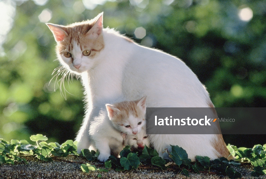 Gato doméstico (Felis catus) con gatitos, Japón