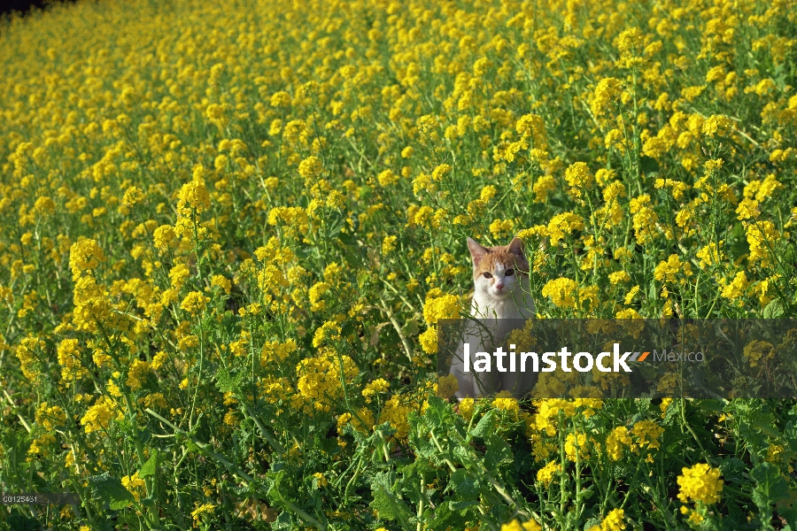 Gato doméstico (Felis catus) en el campo de flores