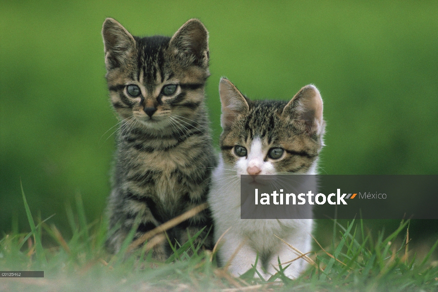 Nacional par de gatito gato (Felis catus), Japón