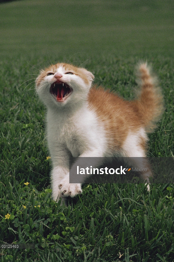 Gatito de gato (Felis catus) doméstico silbido, Japón