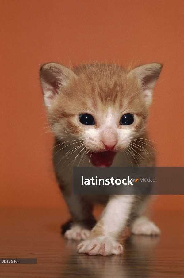 Gatito de gato (Felis catus) interna llamada, Japón