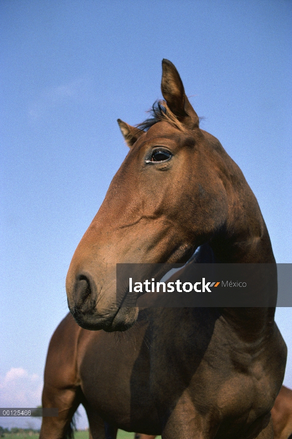 Retrato de (Equus caballus) de caballo doméstico, Francia