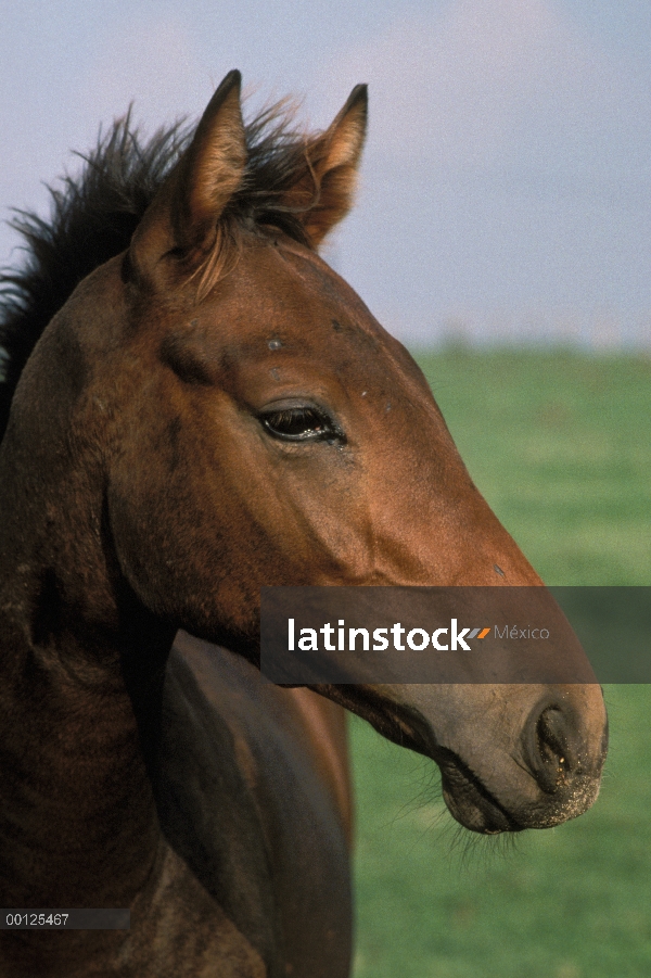 Retrato de (Equus caballus) de caballo doméstico, Francia