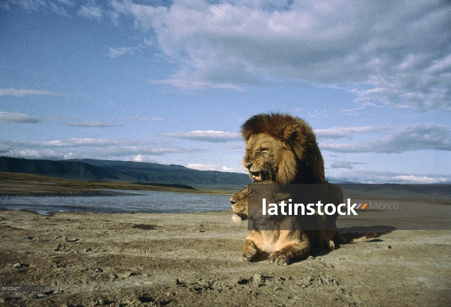 León africano (Panthera leo) pareja de apareamiento, Parque Nacional del Serengeti, Tanzania