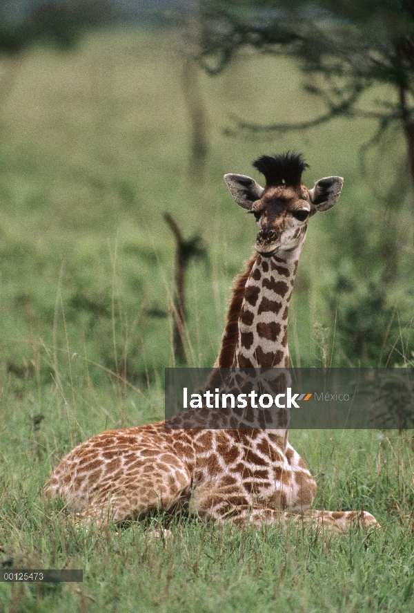 Jóvenes Masai jirafa (Giraffa tippelskirchi) descanso, Parque Nacional del Serengeti, Tanzania