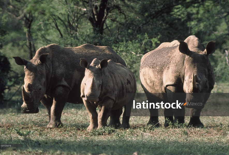 Rinoceronte blanco (simum de Ceratotherium) dos adultos y un bebé, Serengeti