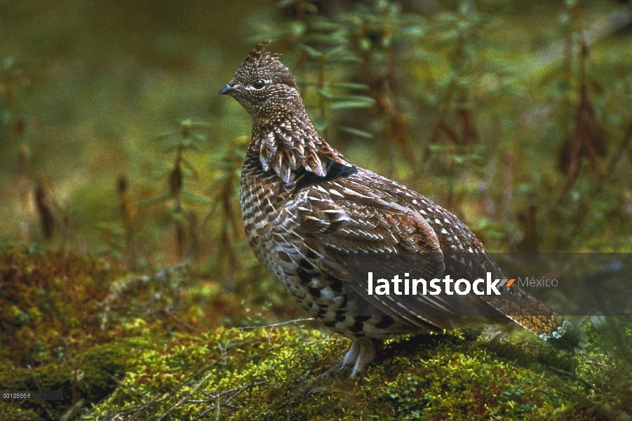 Rufo Grouse (Bonasa umbellus) sobre registro de musgo, Minnesota