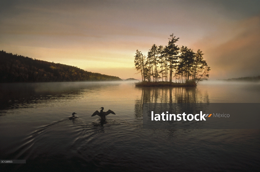 Par común de Loon (Gavia immer) en el lago Moose al amanecer, Minnesota