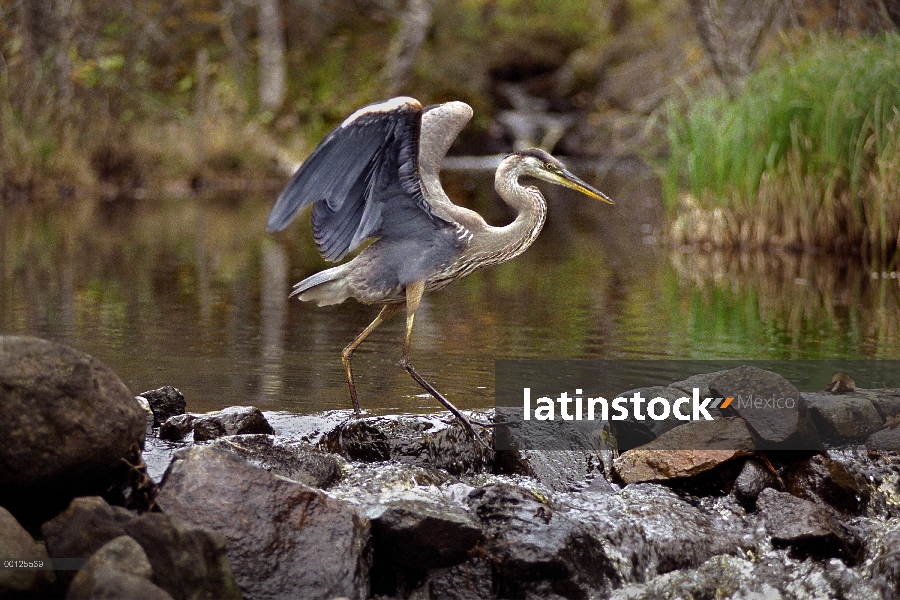 Garza de gran azul (Ardea herodias) cruza una pequeña cascada, Minnesota