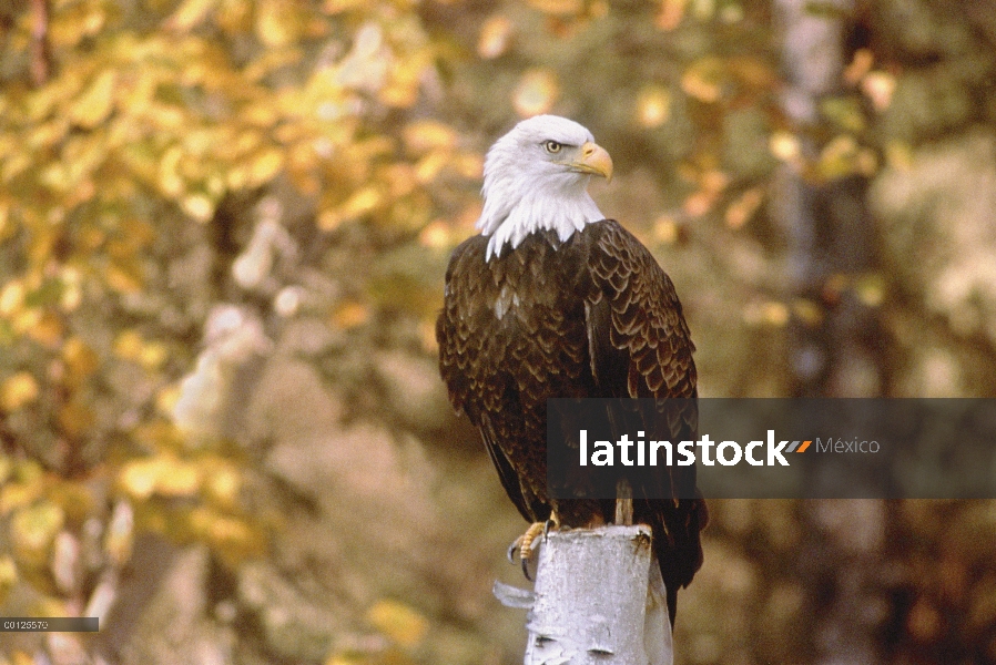 Águila calva (Haliaeetus leucocephalus) perchas de gancho, Minnesota