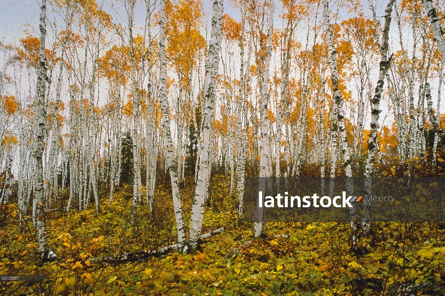 Papel de bosque de abedul (Betula papyrifera), Minnesota