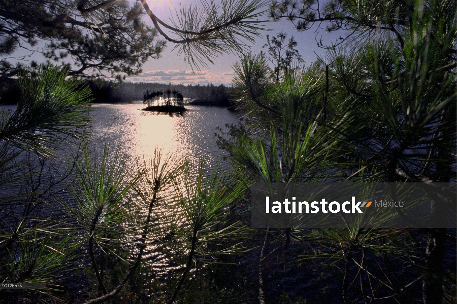 Lago de descubrimiento a través de bosques de coníferas, Minnesota