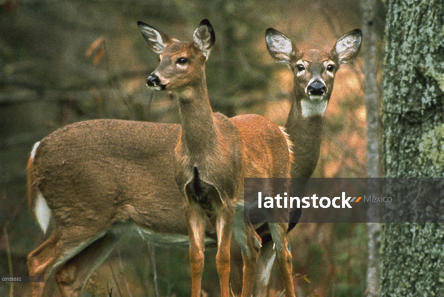 Par de venado de cola blanca (Odocoileus virginianus), Minnesota