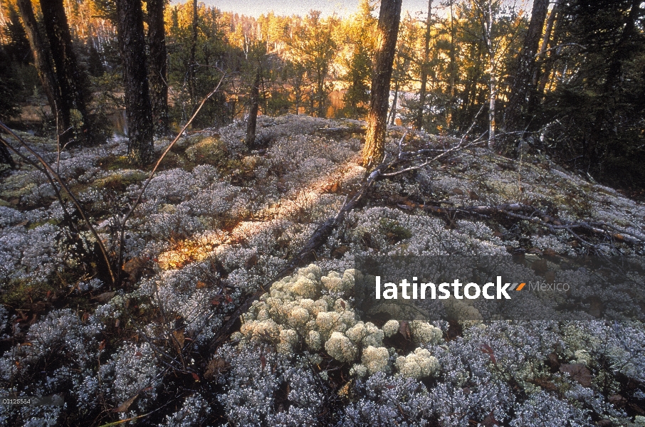 Taza de liquen (Cladonia sp) cubierta de bosque boreal piso Minnesota