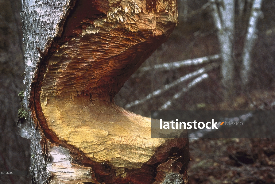 Árbol masticado del castor americano (Castor canadensis), Minnesota