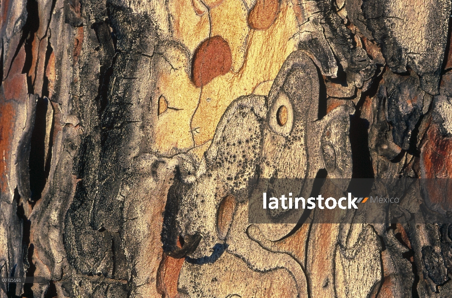 Detalle de corteza de pino rojo (resinosa de Pinus), Minnesota