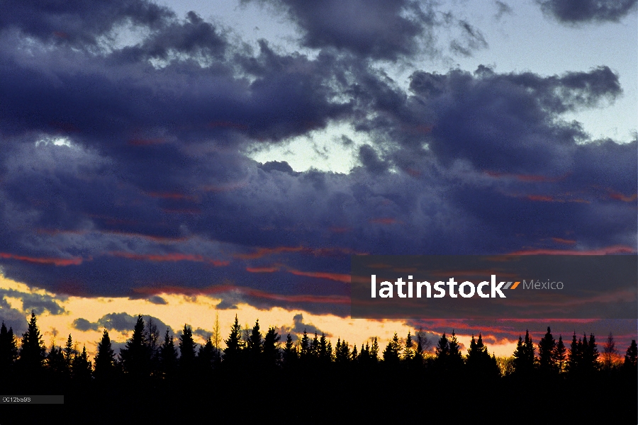 Cielo nuboso al atardecer sobre bosque de coníferas, Northwoods, Minnesota