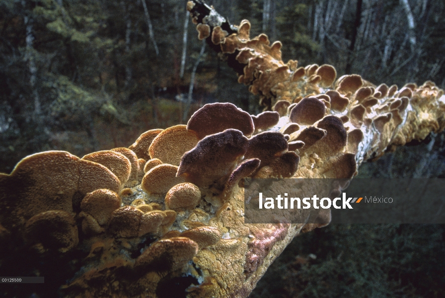 Soporte hongo creciendo sobre rama de árbol, Minnesota