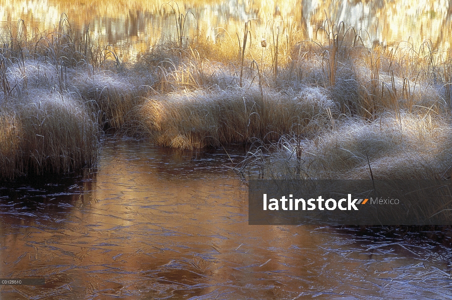 Estanque de hielo rodeado de hielo cubierto de Cañas, Minnesota