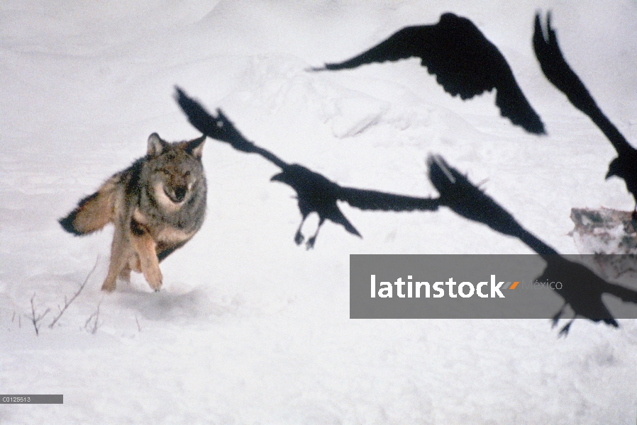 Lobo (lupus de Canis) persiguiendo manada Raven común (corax de Corvus), Minnesota