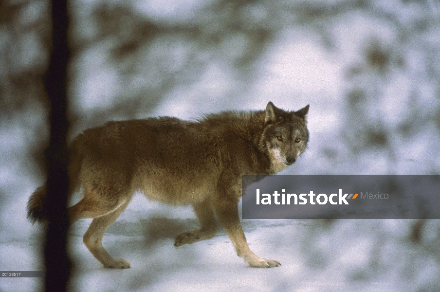 Lobo (Canis lupus) en nieve, Minnesota