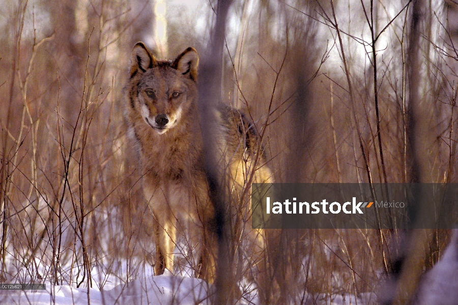 Lobo (lupus de Canis) a través de bosques, Northwoods, Minnesota