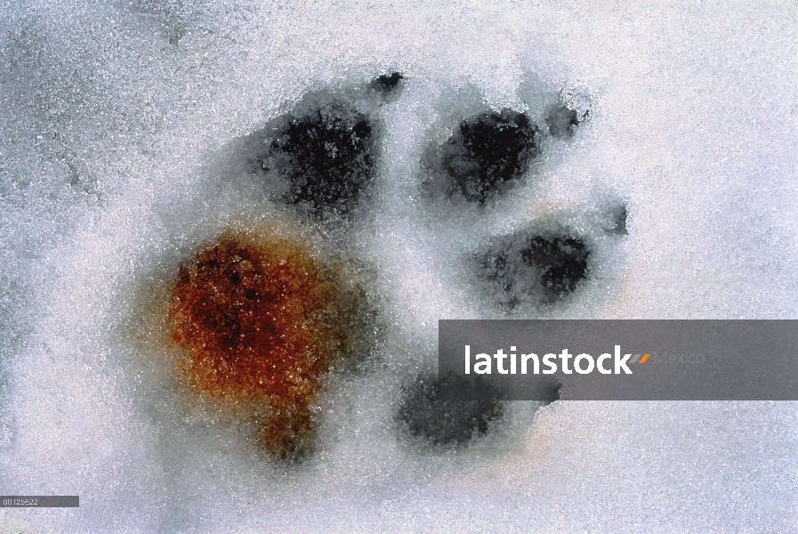 Pista de lobo (Canis lupus) del individuo lesionado, Minnesota