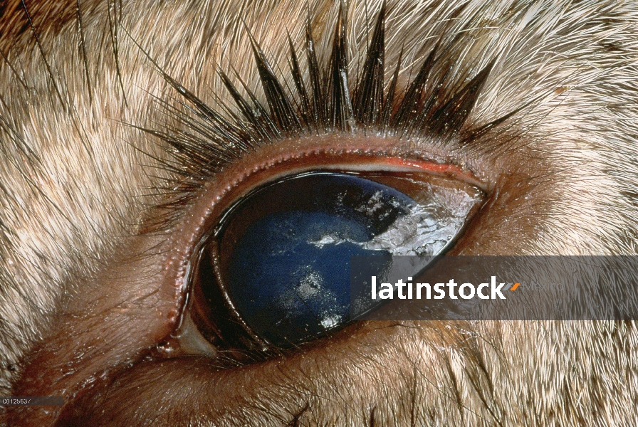 Ojo de venado de cola blanca (Odocoileus virginianus) de animal muerto por el cazador furtivo, Minne