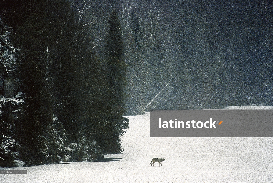 Lobo (lupus de Canis) prueba el hielo del lago, Minnesota