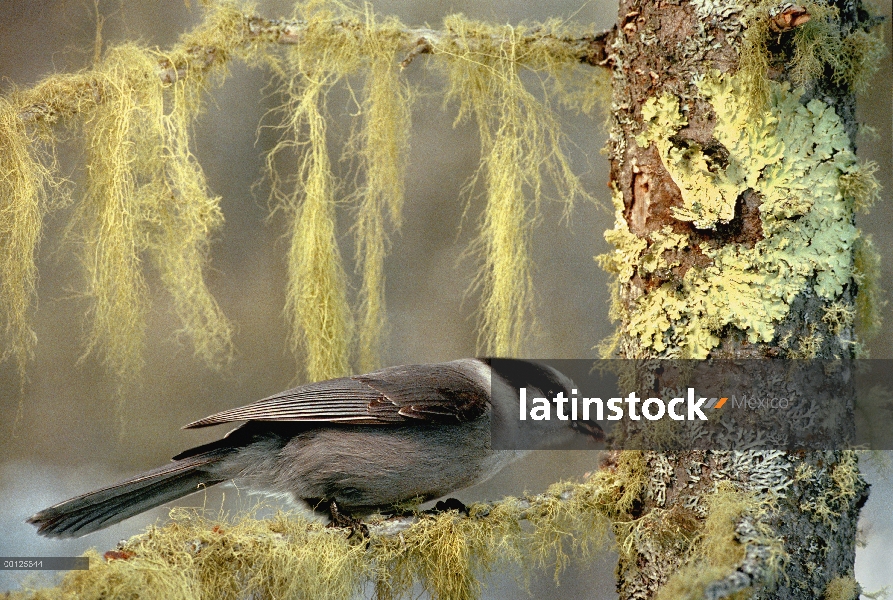 Canadá Jay (Perisoreus canadensis) alimentándose en líquenes cubierto árboles, Minnesota