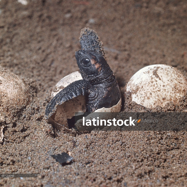 Crías de tortuga (Caretta caretta) mar Boba salen de un nido subterráneo en playa de arena, Australi