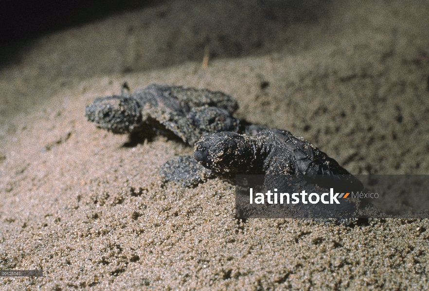 Crías de tortuga (Caretta caretta) mar Boba salen de un nido subterráneo en playa de arena, Australi