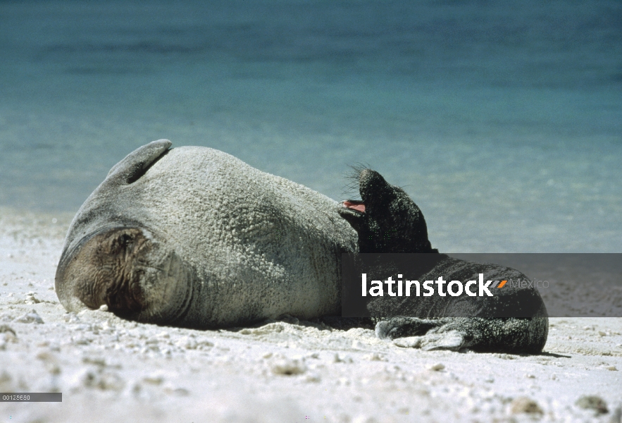 Madre de sello hawaiano del Monk (Monachus schauinslandi) con llanto cachorro descansando junto a la