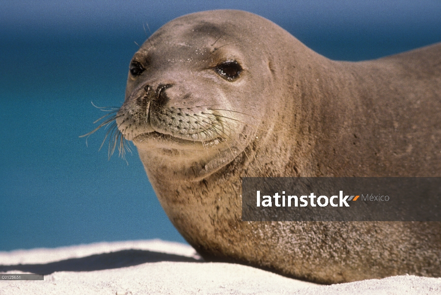 Retrato de sello hawaiano del Monk (Monachus schauinslandi), Hawaii