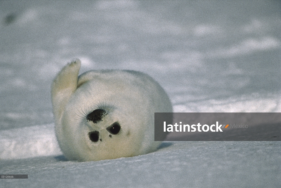 Sello de arpa (Phoca groenlandicus) cachorro imposición en nieve, Golfo de San Lorenzo, Canadá