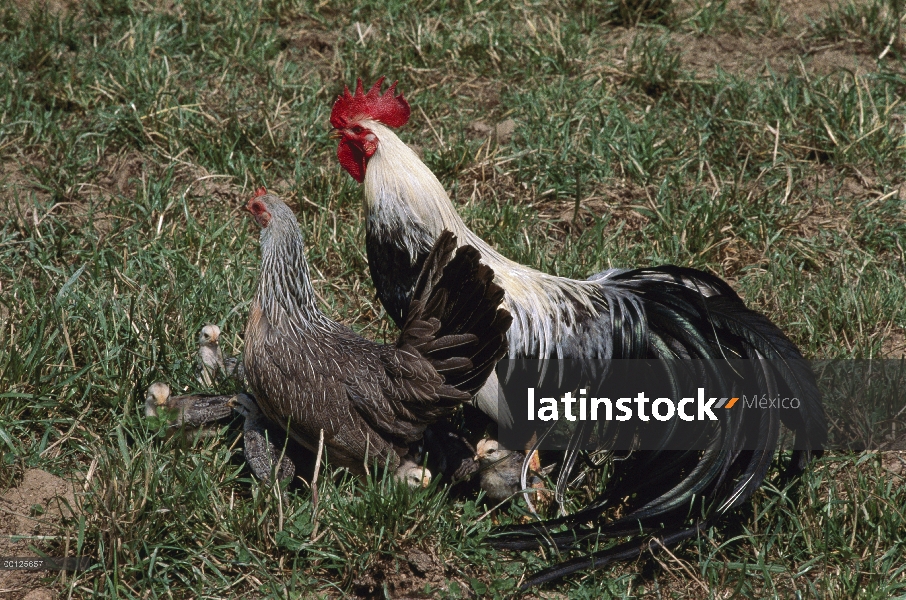 Nacional gallina (Gallus domesticus) de pollo, gallo y polluelos, América del norte