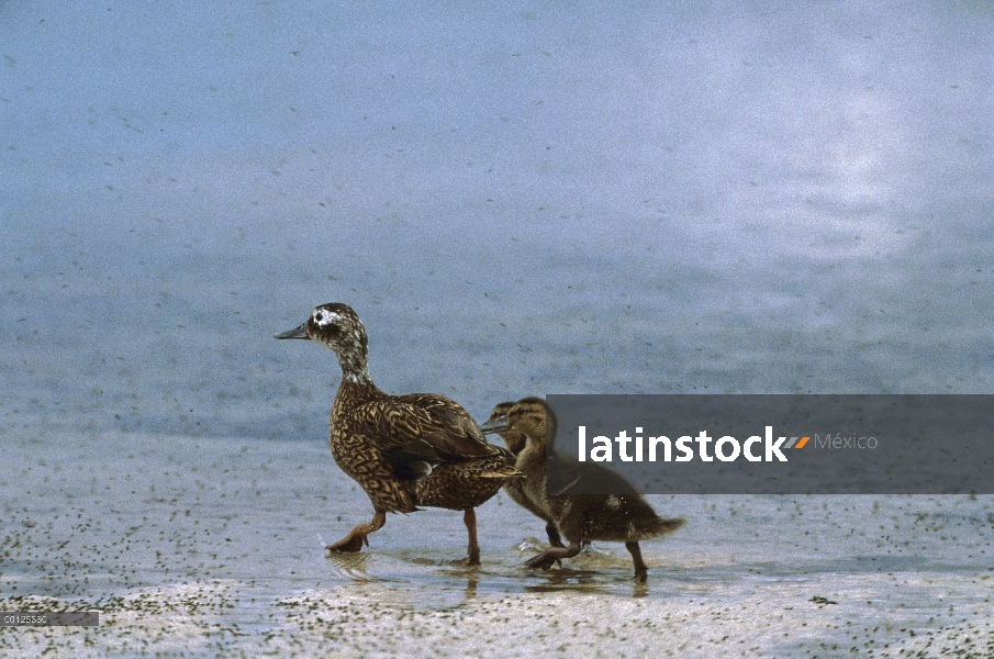 Pato de Laysan (Anas laysanensis) con dos patitos alimentándose de moscas en shoreline, en peligro c