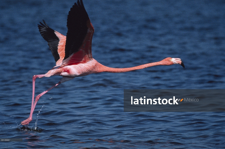 Flamenco (Phoenicopterus ruber) sacar del agua, Kenia